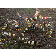 12+1 CRYSTAL RED& Black SHRIMP PURE SELECTED STROMG COLOR. HIGH QUALITY