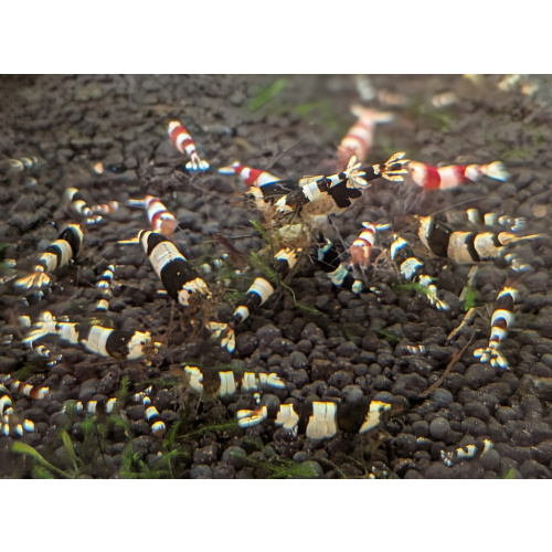 12+1 CRYSTAL RED& Black SHRIMP PURE SELECTED STROMG COLOR. HIGH QUALITY