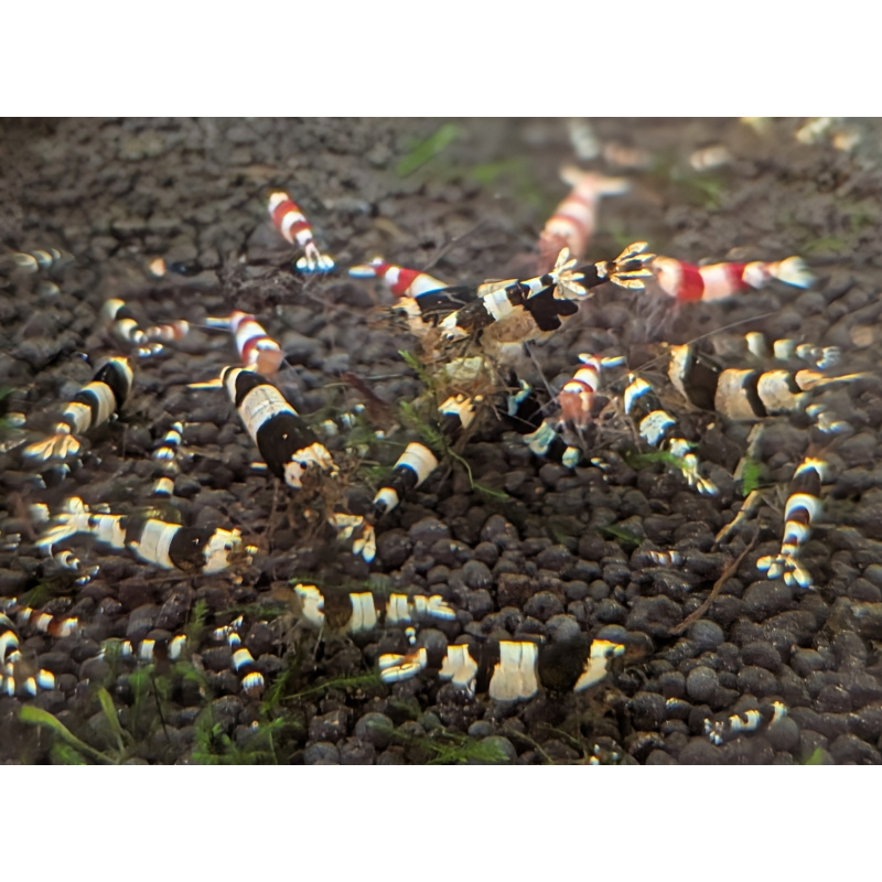12+1 CRYSTAL RED& Black SHRIMP PURE SELECTED STROMG COLOR. HIGH QUALITY