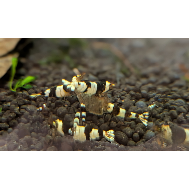 12 CRYSTAL BLACK SHRIMP PURE SELECTED STROMG COLOR. HIGH QUALITY
