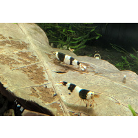 12 CRYSTAL BLACK SHRIMP PURE SELECTED STROMG COLOR. HIGH QUALITY