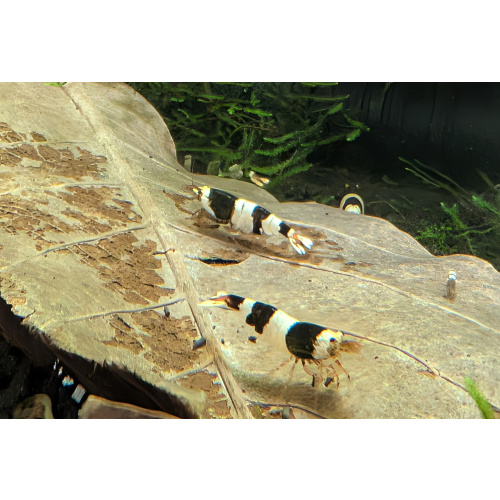 12 CRYSTAL BLACK SHRIMP PURE SELECTED STROMG COLOR. HIGH QUALITY