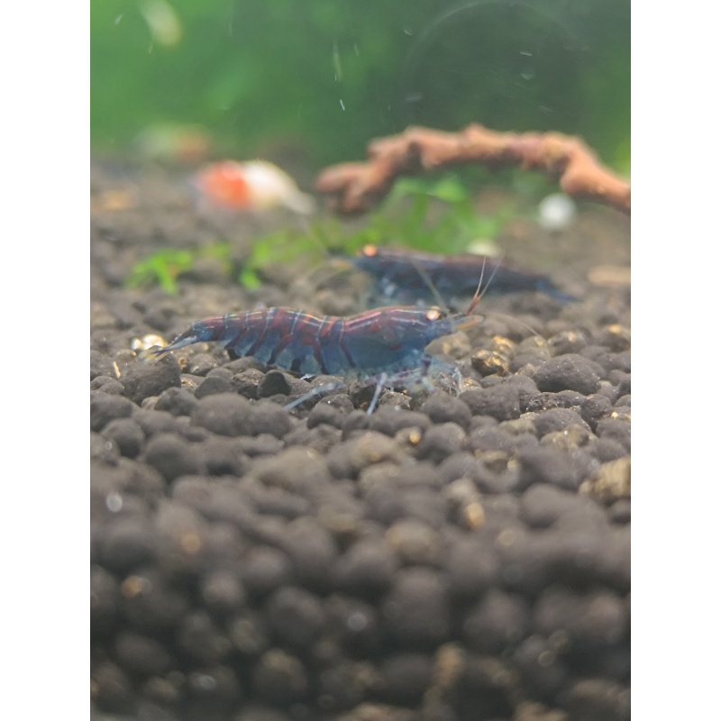 X5+1 Blue Tiger OE Orange eye