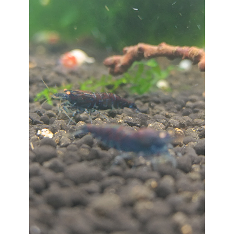 X5+1 Blue Tiger OE Orange eye