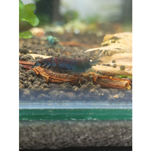 X5+1 Blue Tiger OE Orange eye