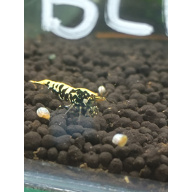 X5+1 black galaxy mix