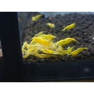 X10+1 Neocaridina Yellow Neon Sakura