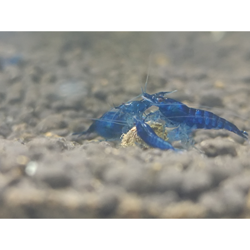 X5+1 Blue Diamond Neocaridina shrimps