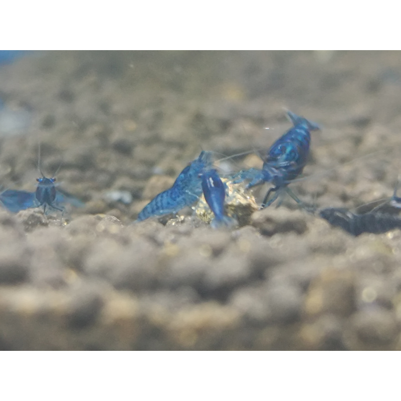 X5+1 Blue Diamond Neocaridina shrimps