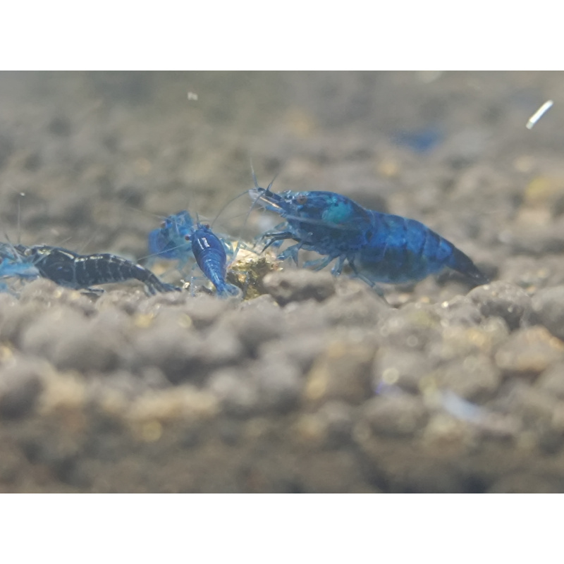 X5+1 Blue Diamond Neocaridina shrimps