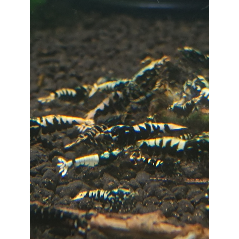 X5+1 black galaxy mix