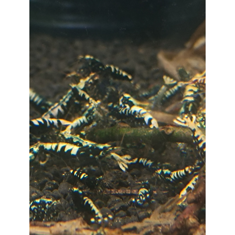 X5+1 black galaxy mix