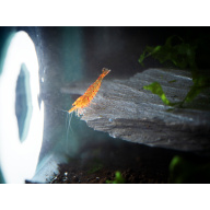 X5+1 Bloodshot/ tangerine tiger