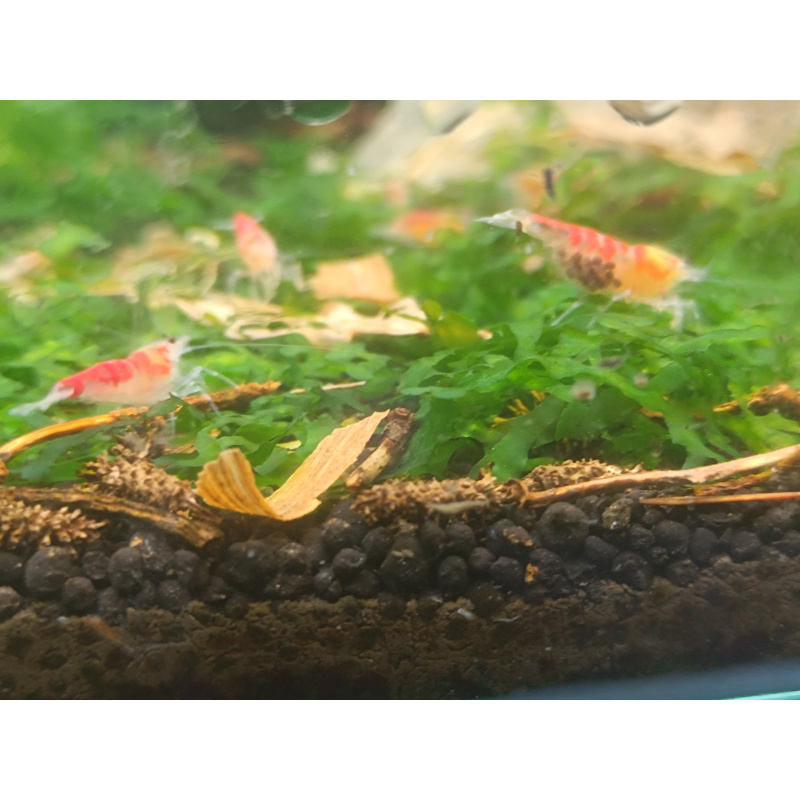 x5+1 Red Dragon/ Calceo Bee Caridina