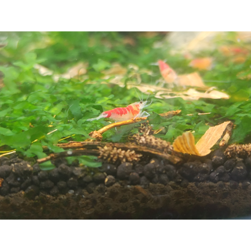 x5+1 Red Dragon/ Calceo Bee Caridina