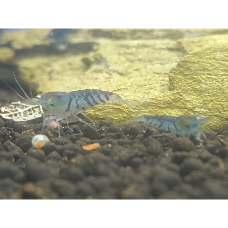 X5+1 Blue Tiger OE Orange eye