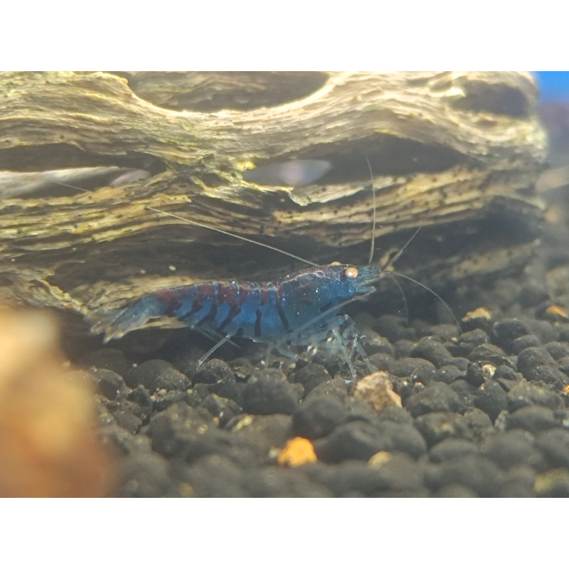 X5+1 Blue Tiger OE Orange eye