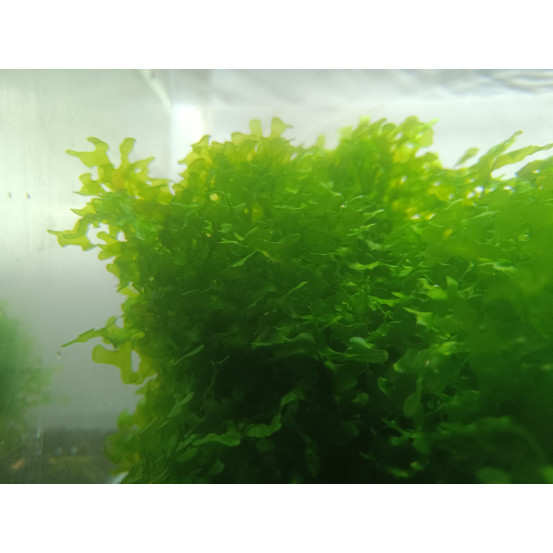 Subwassertang Moss/ Pelia rounded moss