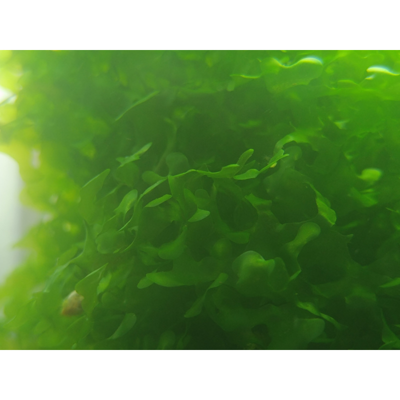 Subwassertang Moss/ Pelia rounded moss