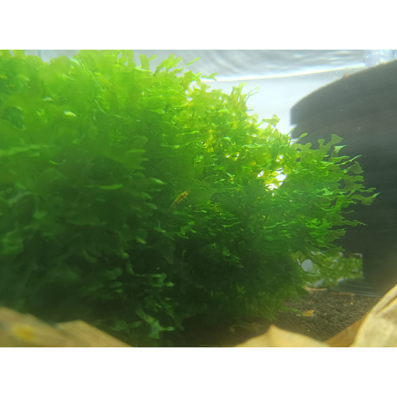 Subwassertang Moss/ Pelia rounded moss