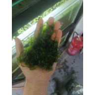 Subwassertang Moss/ Pelia rounded moss