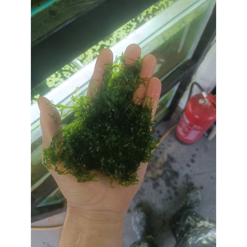 Subwassertang Moss/ Pelia rounded moss