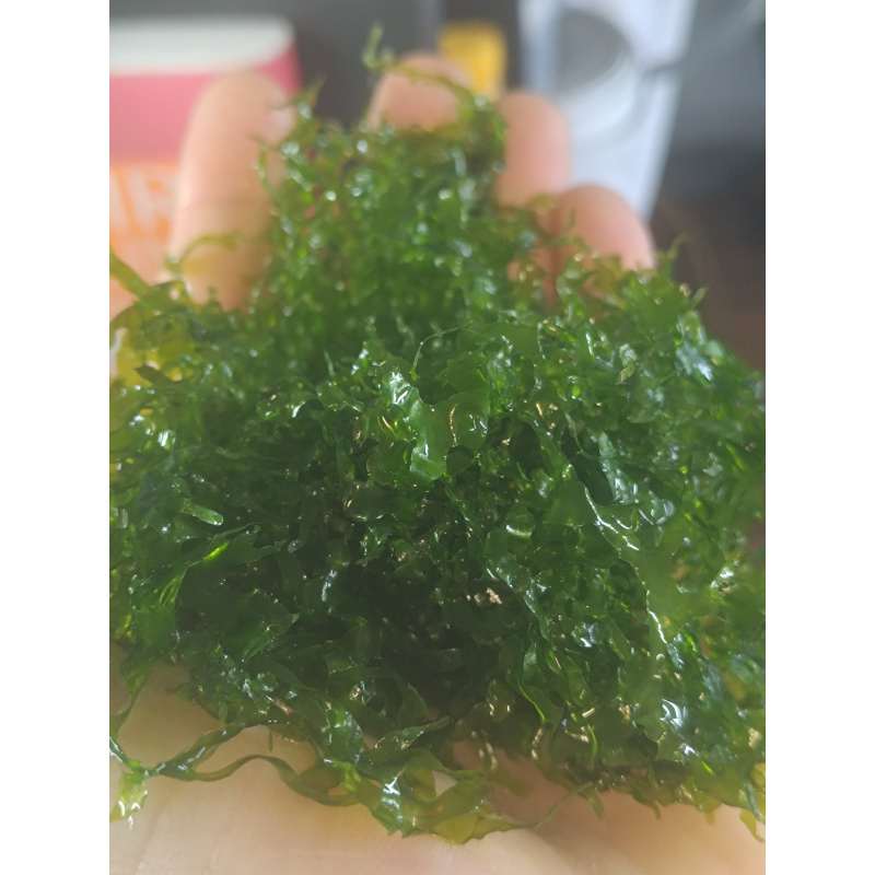 Subwassertang Moss/ Pelia rounded moss