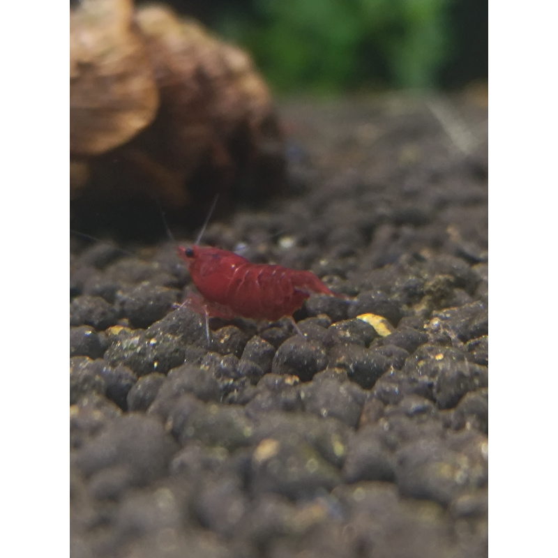 X5+1 Bloody Mary Neocaridina