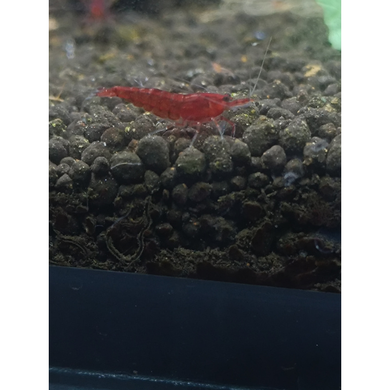 X5+1 Bloody Mary Neocaridina