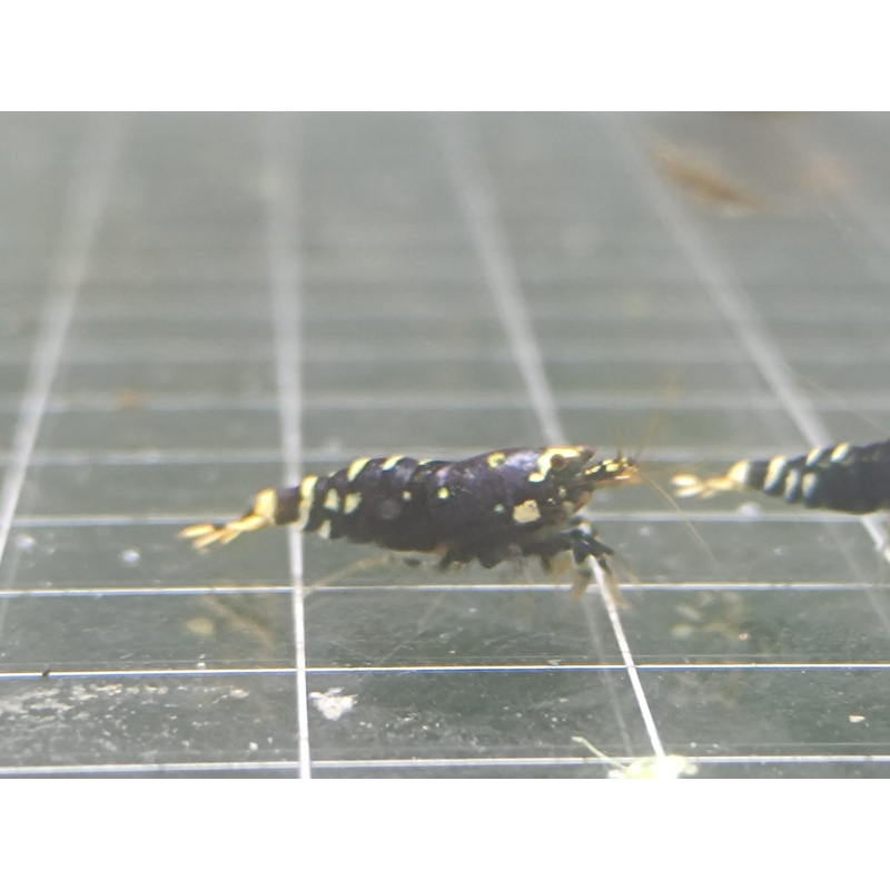 X5+1 Purple nanashi Metallic Caridina High Grade