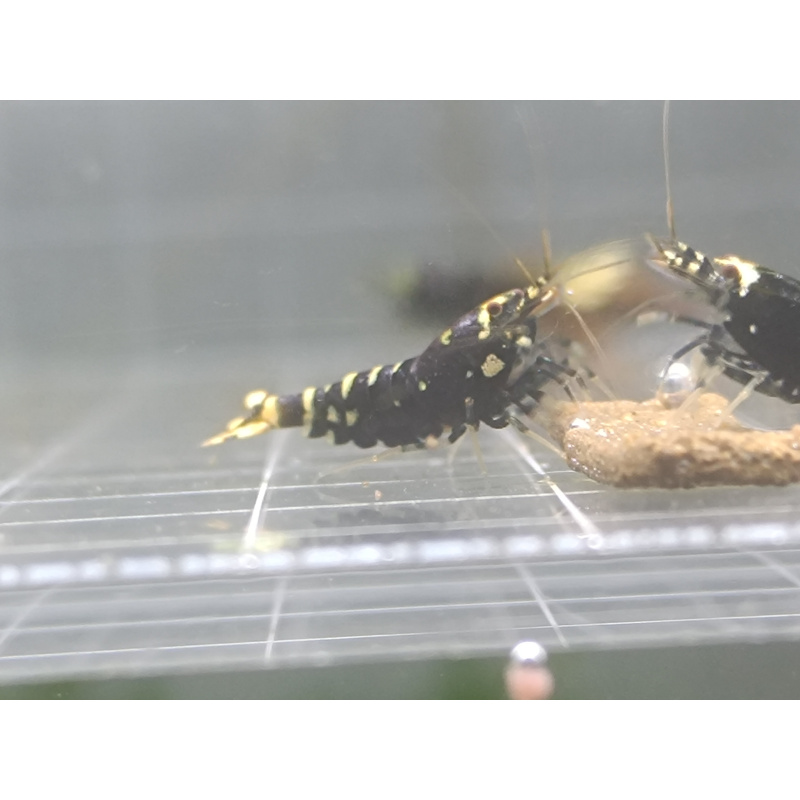 X5+1 Purple nanashi Metallic Caridina High Grade