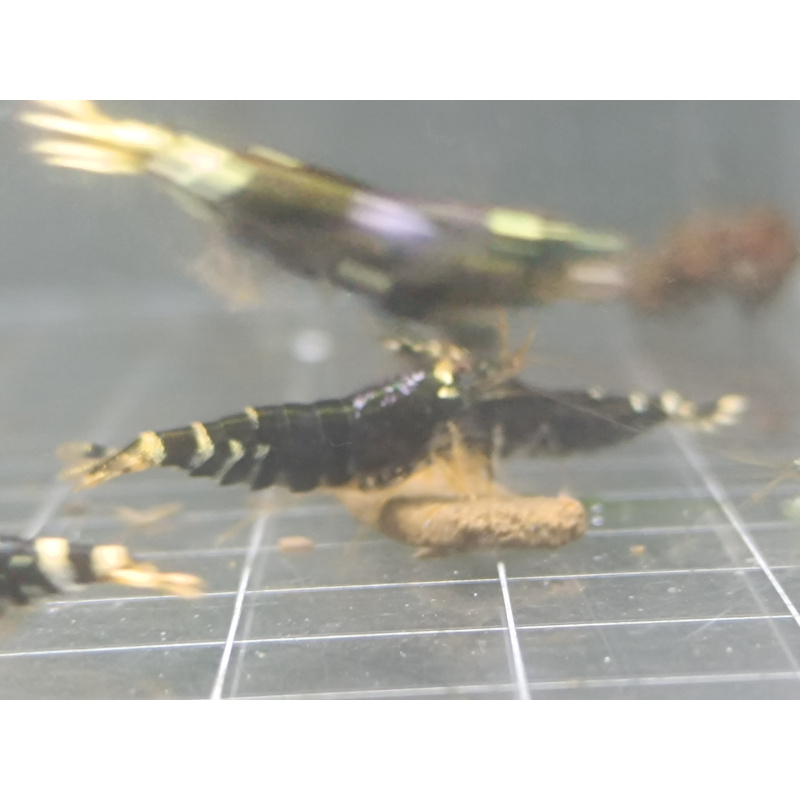 X5+1 Purple nanashi Metallic Caridina High Grade
