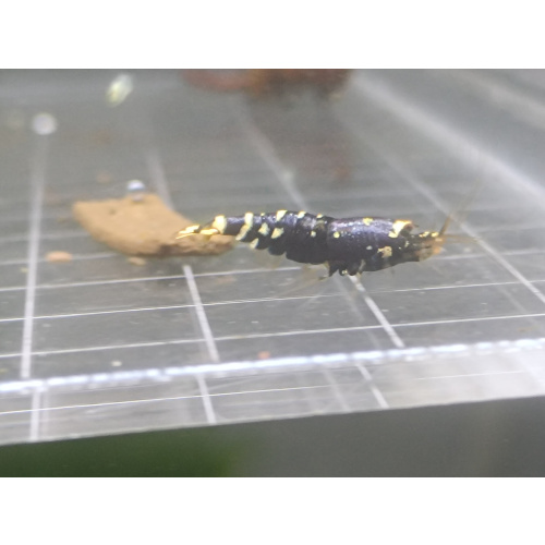 X5+1 Purple nanashi Metallic Caridina High Grade