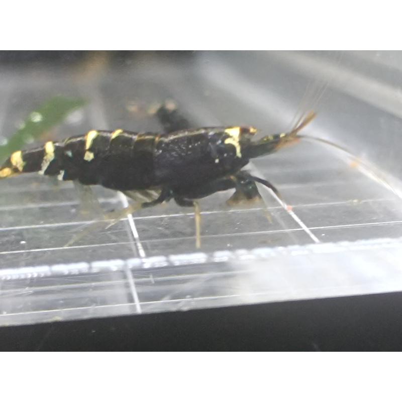 X5+1 Purple nanashi Metallic Caridina High Grade