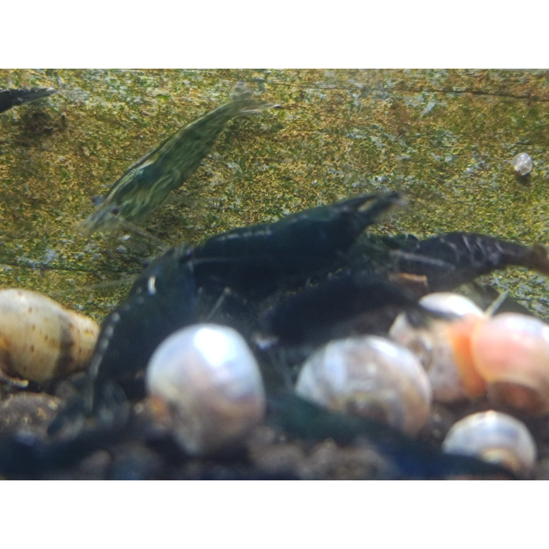 X5+1 Neocaridina Green Jade  Deep Green