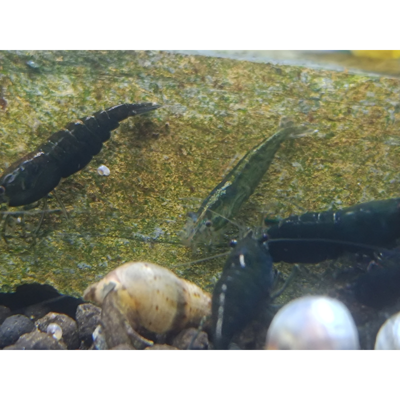 X5+1 Neocaridina Green Jade  Deep Green