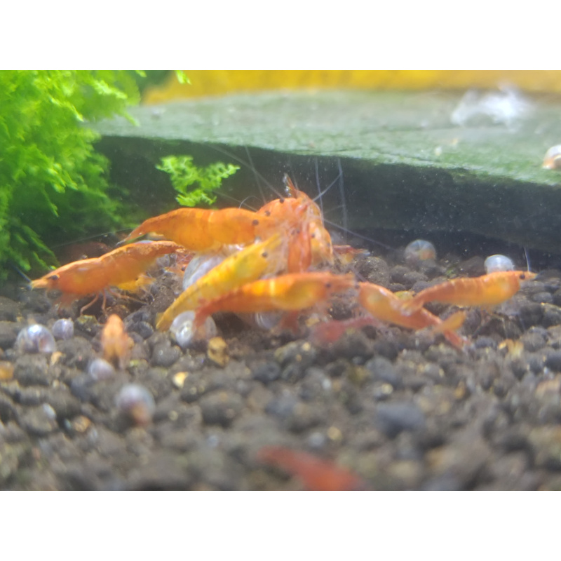 X5+1 Neocaridina Orange Sunkist