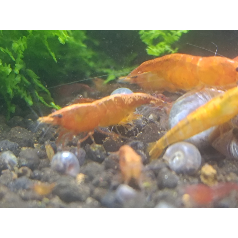 X5+1 Neocaridina Orange Sunkist