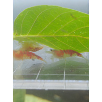 x5+1 Red Dragon Caridina