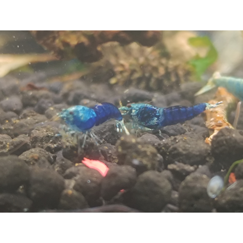 X5+1 Ocean Blue Caridina High Grade