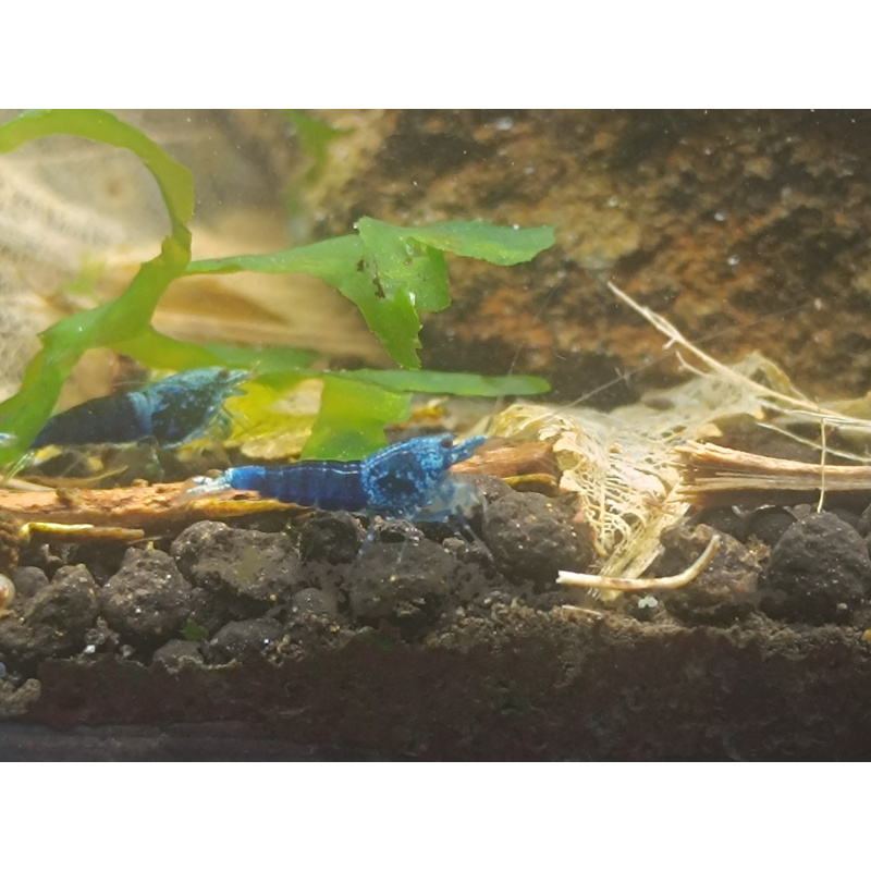 X5+1 Ocean Blue Caridina High Grade