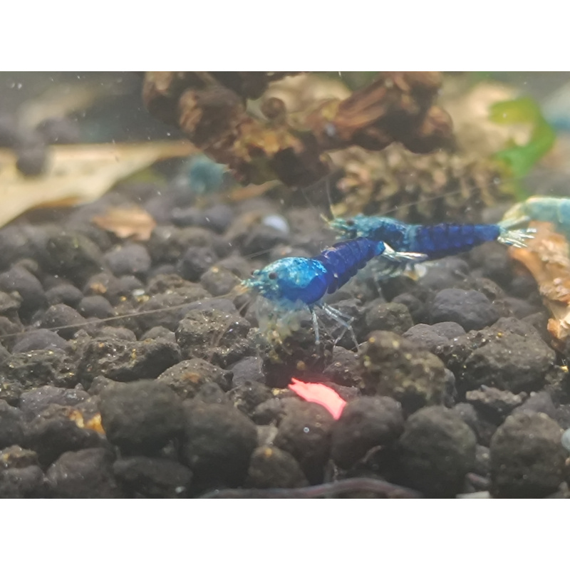 X5+1 Ocean Blue Caridina High Grade