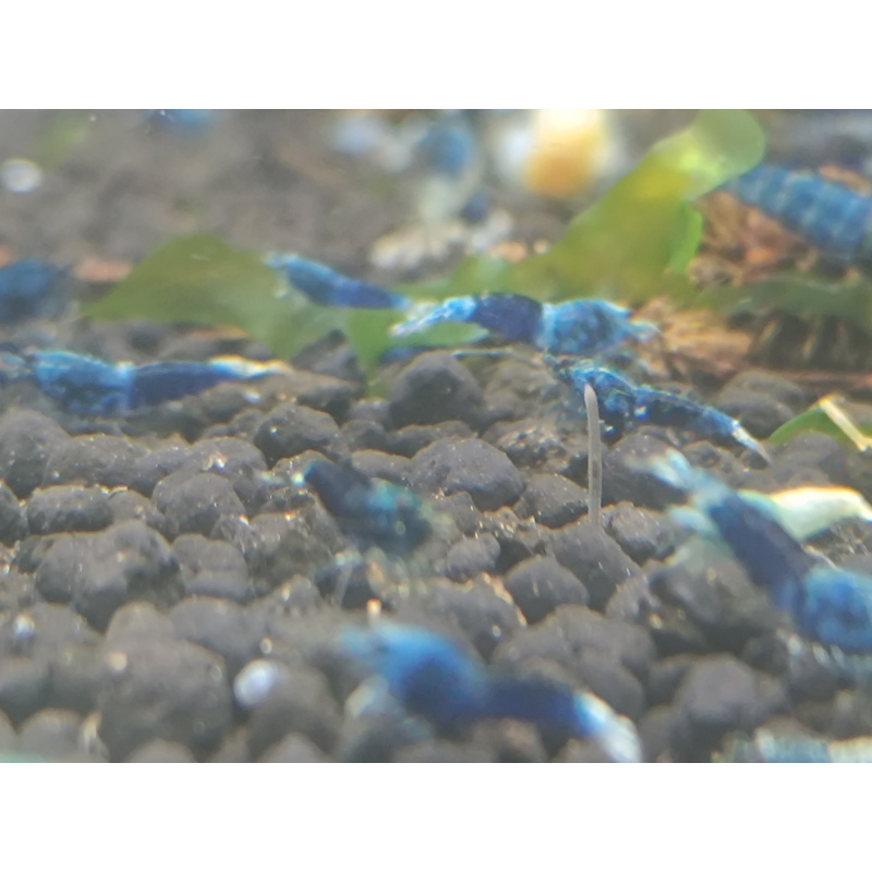 X5+1 Ocean Blue Caridina High Grade