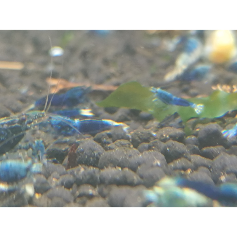 X5+1 Ocean Blue Caridina High Grade