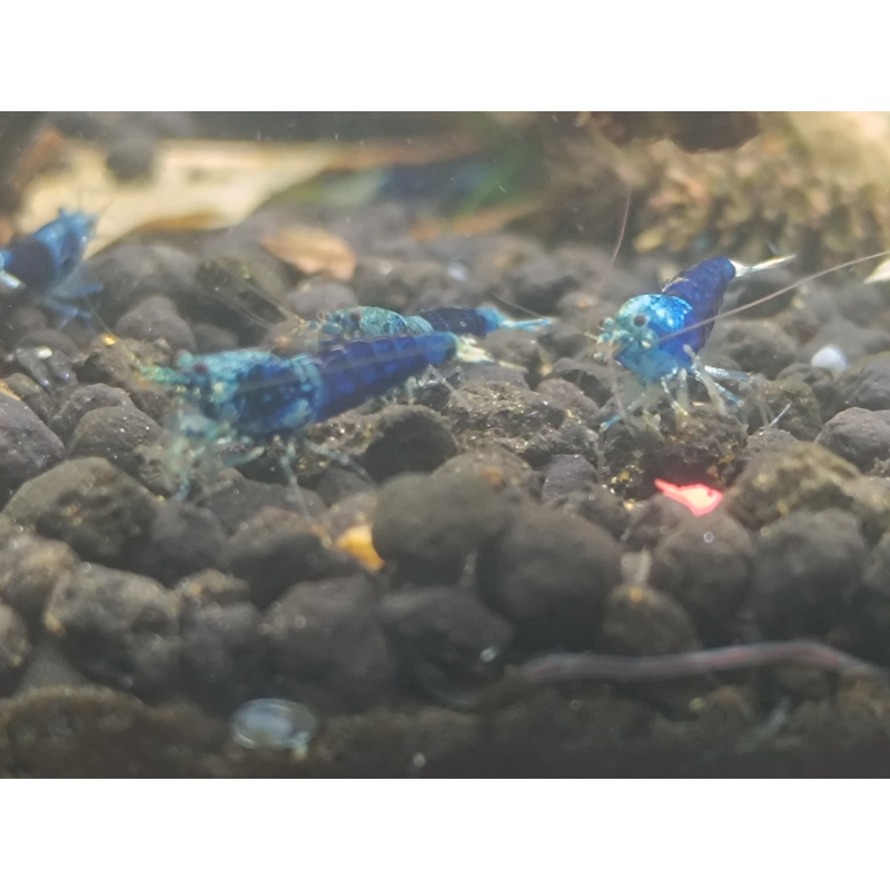 X5+1 Ocean Blue Caridina High Grade