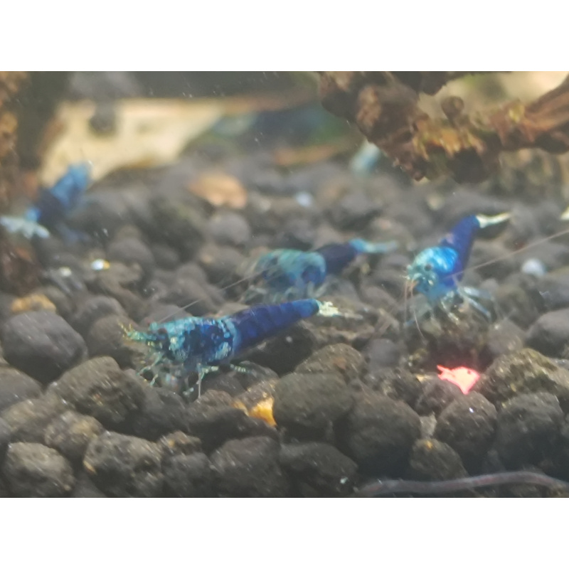 X5+1 Ocean Blue Caridina High Grade
