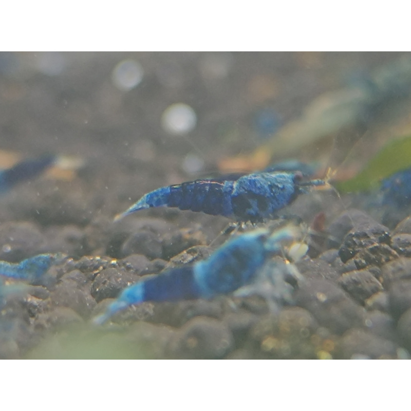X5+1 Ocean Blue Caridina High Grade