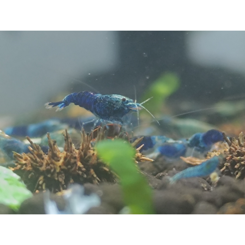 X5+1 Ocean Blue Caridina High Grade