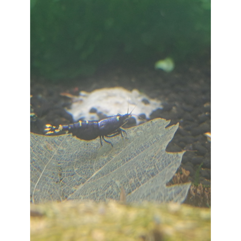 X5+1 Purple nanashi Metallic Caridina High Grade