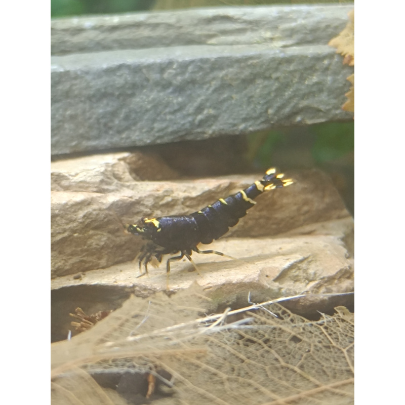 X5+1 Purple nanashi Metallic Caridina High Grade